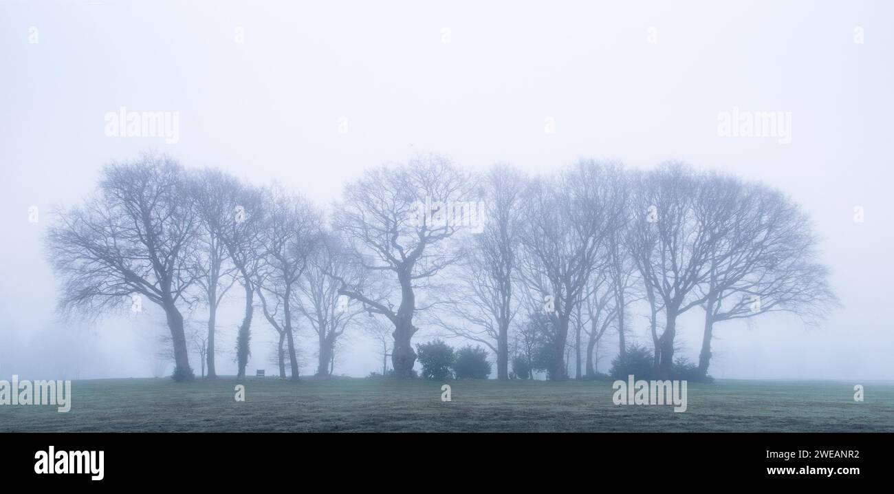 Eine Nebelszene mit einer Reihe von Bäumen auf dem Golfplatz Chislehurst in Kent, Großbritannien. Stockfoto