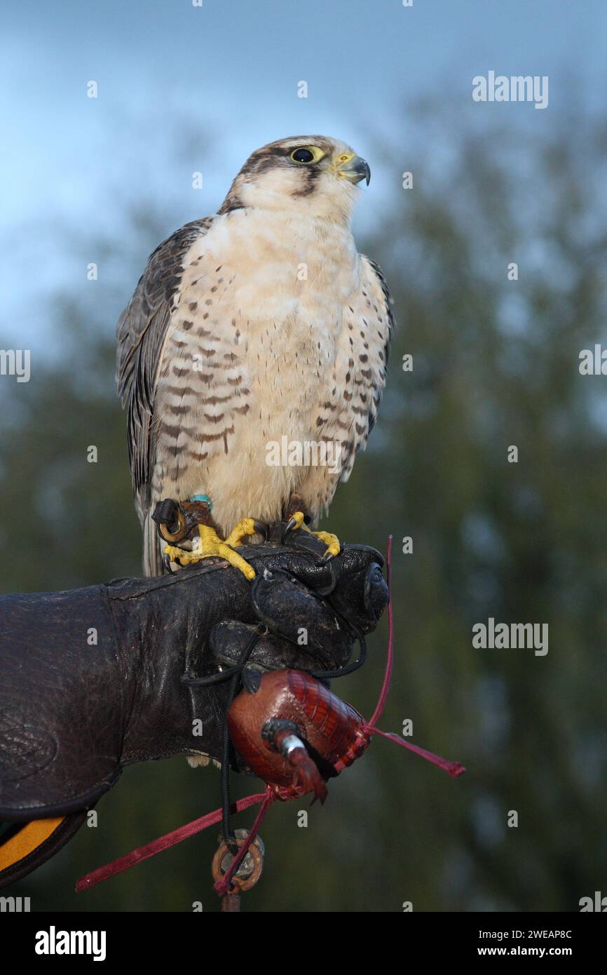 Wanderfalke am Handschuh Stockfoto