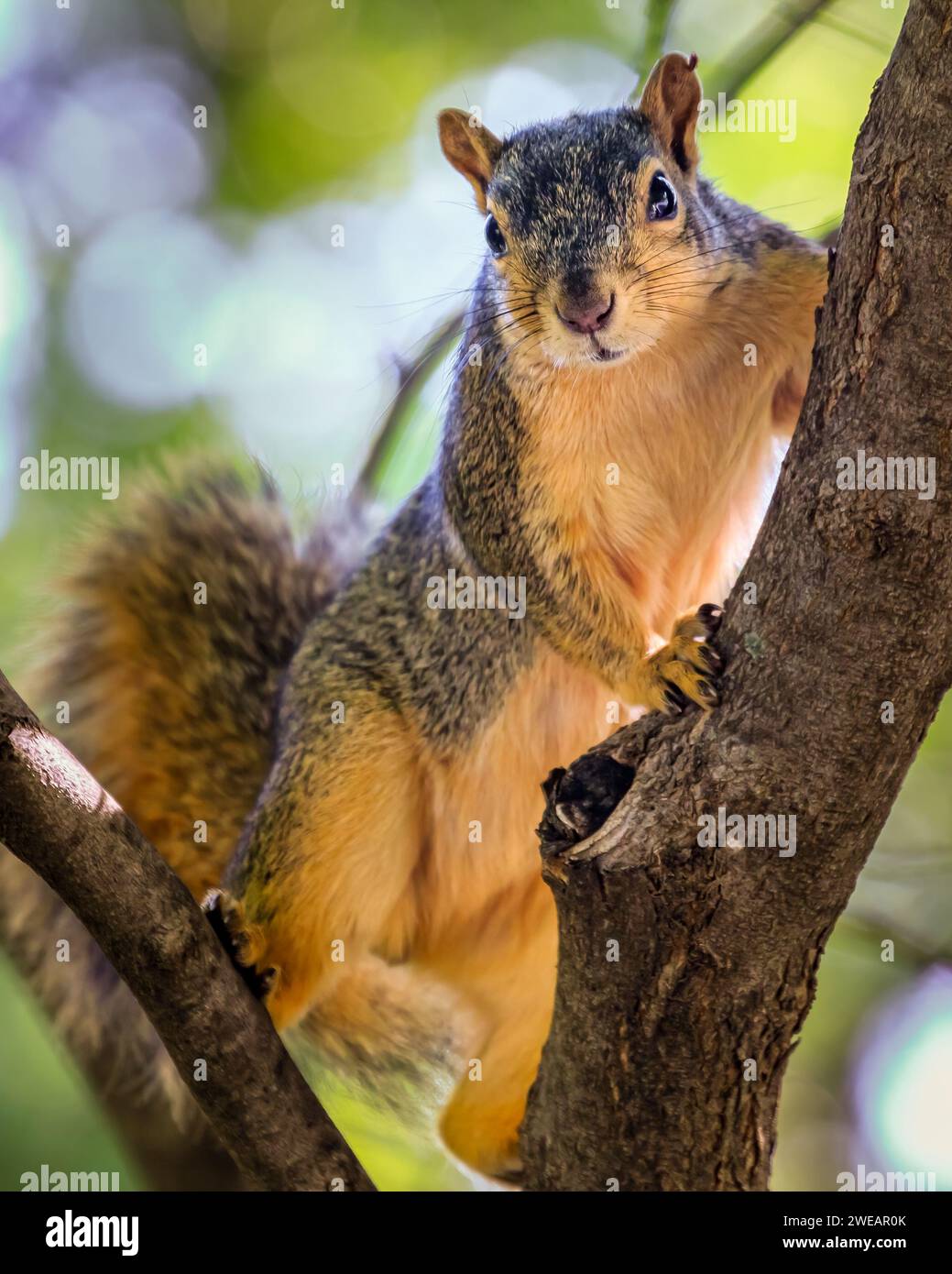 Ostfuchs-Squirrell (Sciurus niger) in einem Baum Stockfoto