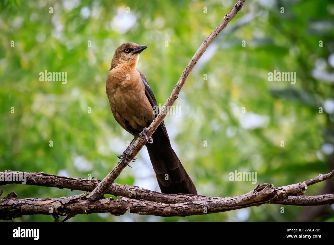 Weibliche Gereat-Tail-Grackle (Quiscalus mexicanus), die in einem Baum thront Stockfoto