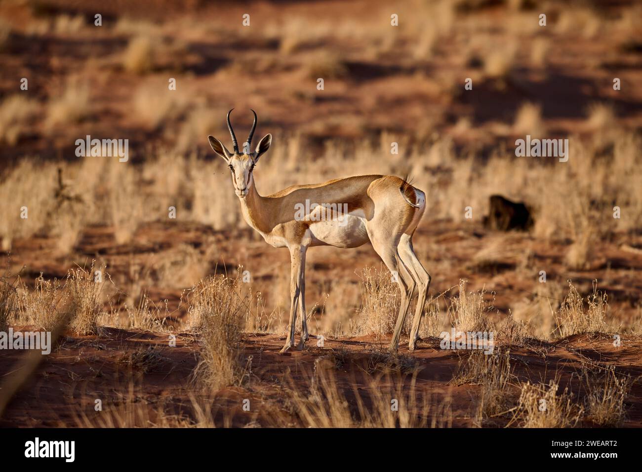 springbok oder Springbock (Antidorcas marsupialis) in Namib-Wüste, Namibia, Afrika Stockfoto