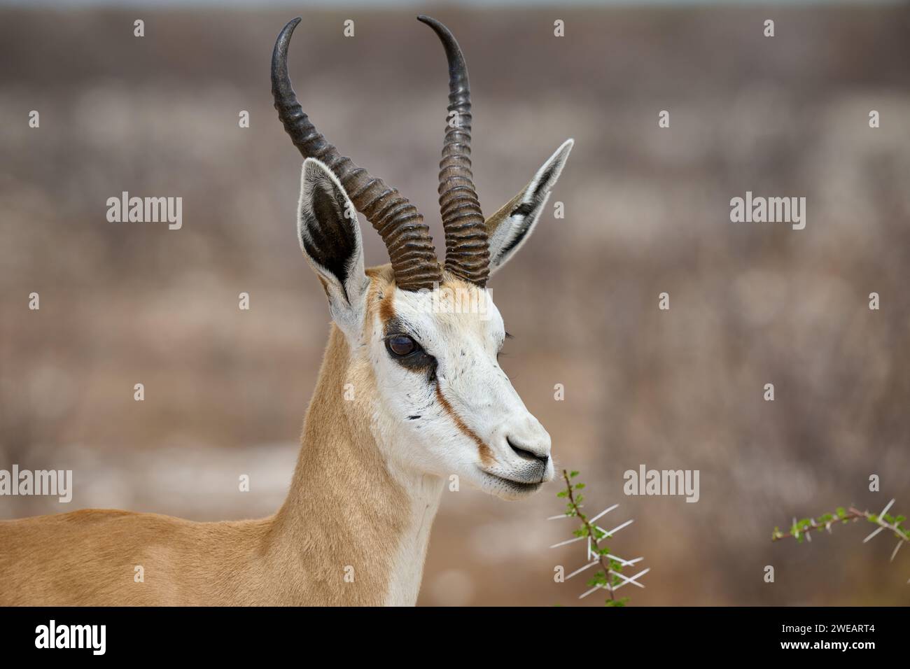 Porträt eines Springbocks oder Springbocks (Antidorcas marsupialis) im Etosha Nationalpark, Namibia, Afrika Stockfoto