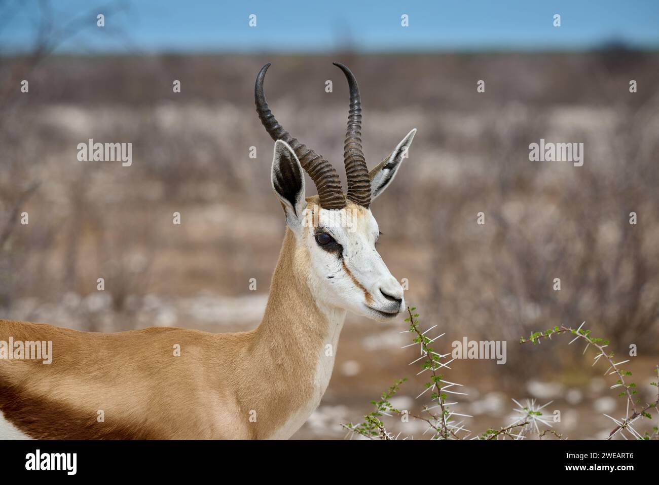 Porträt eines Springbocks oder Springbocks (Antidorcas marsupialis) im Etosha Nationalpark, Namibia, Afrika Stockfoto