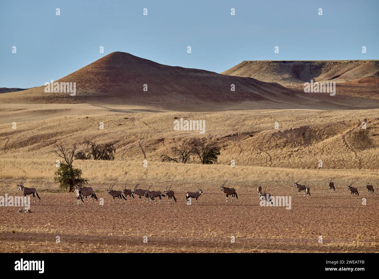 Riesige Herde von Oryx Antilopen (Oryx) wandert im Namib-Naukluft-Park, Namibia, Afrika Stockfoto