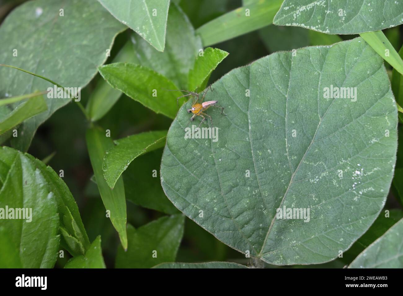 Blick von oben auf eine gestreifte Luchsenspinne (Oxyopes salticus), die auf einer Blattoberfläche eines tropischen Kudzu in einem Rasenbereich sitzt Stockfoto