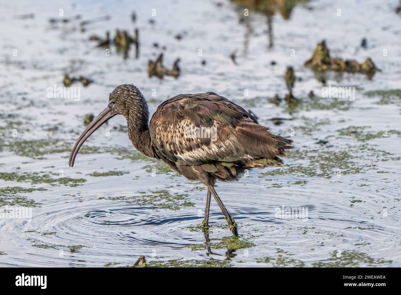 Glossy Ibis (Plegadis falcinellus) im Naturpark des Ebro-Deltas (Spanien) Stockfoto