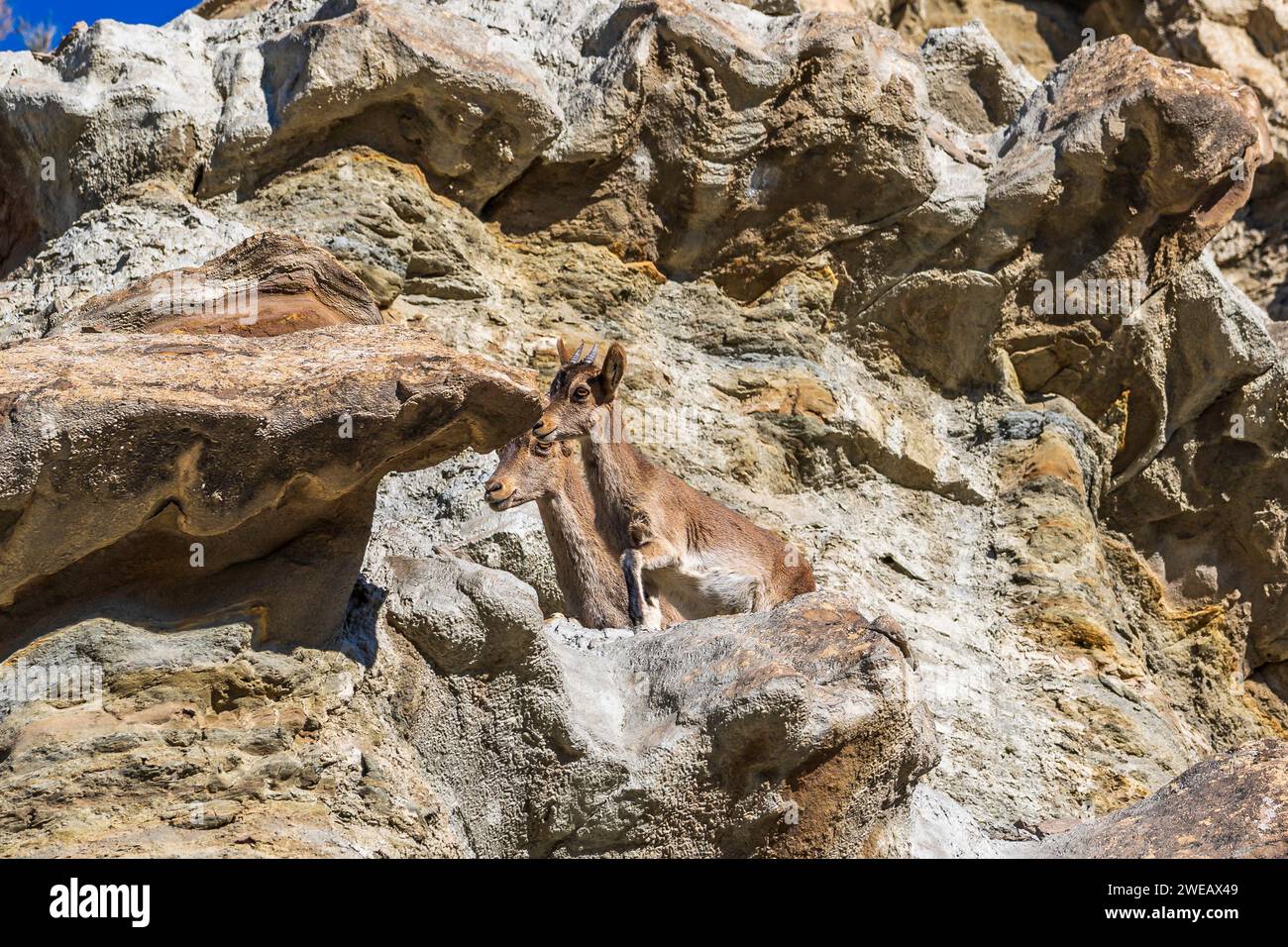 Capra pyrenaica hispanica in der Wüste Tabernas (Spanien) Stockfoto