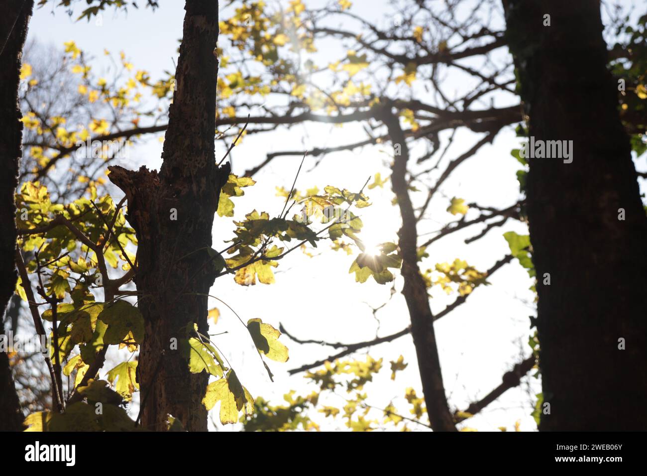 Das Bild zeigt eine Gruppe von Bäumen mit gelben Blättern und blauem Himmel. Es fängt das Wesen des Herbstes oder Herbstes mit den wechselnden Farben der Blätter ein. Stockfoto