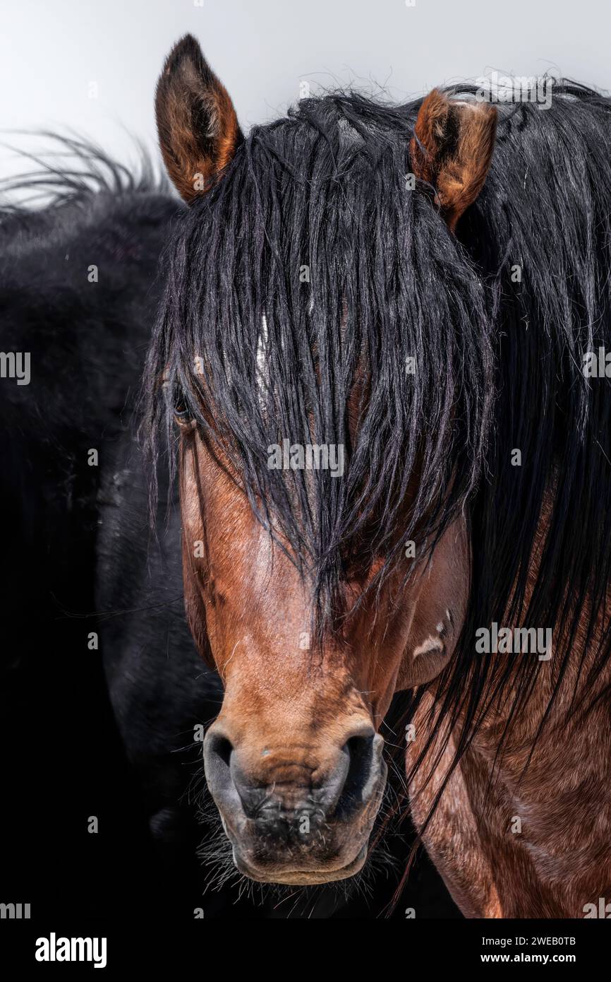 Die Wildpferdeherde des Onaqui Mountain hat eine leichte bis mittelschwere Struktur und ist in Farben wie Sauerampfer, roan, Buchleder, Schwarz, Palomino, und grau. Stockfoto