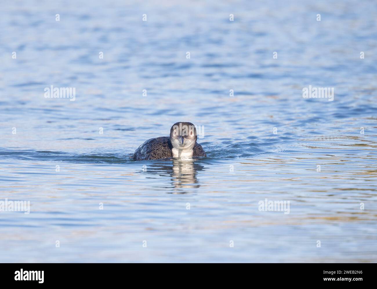 Gemeinsamer Loon schwimmt direkt vor der Kamera Stockfoto