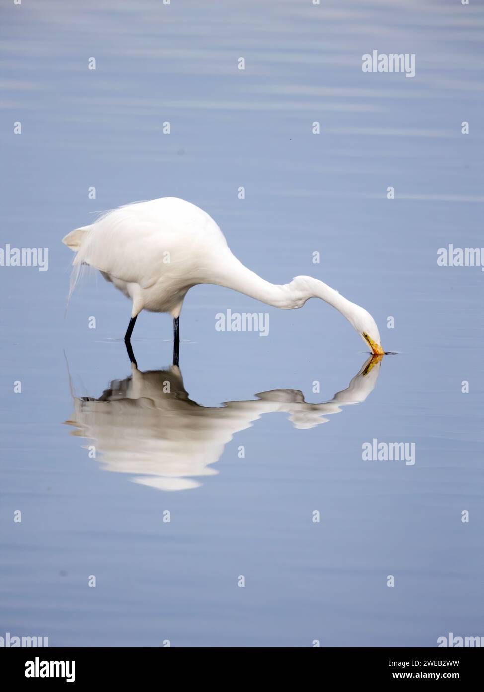 Der Große Egret Schlägt Auf Wasser Stockfoto