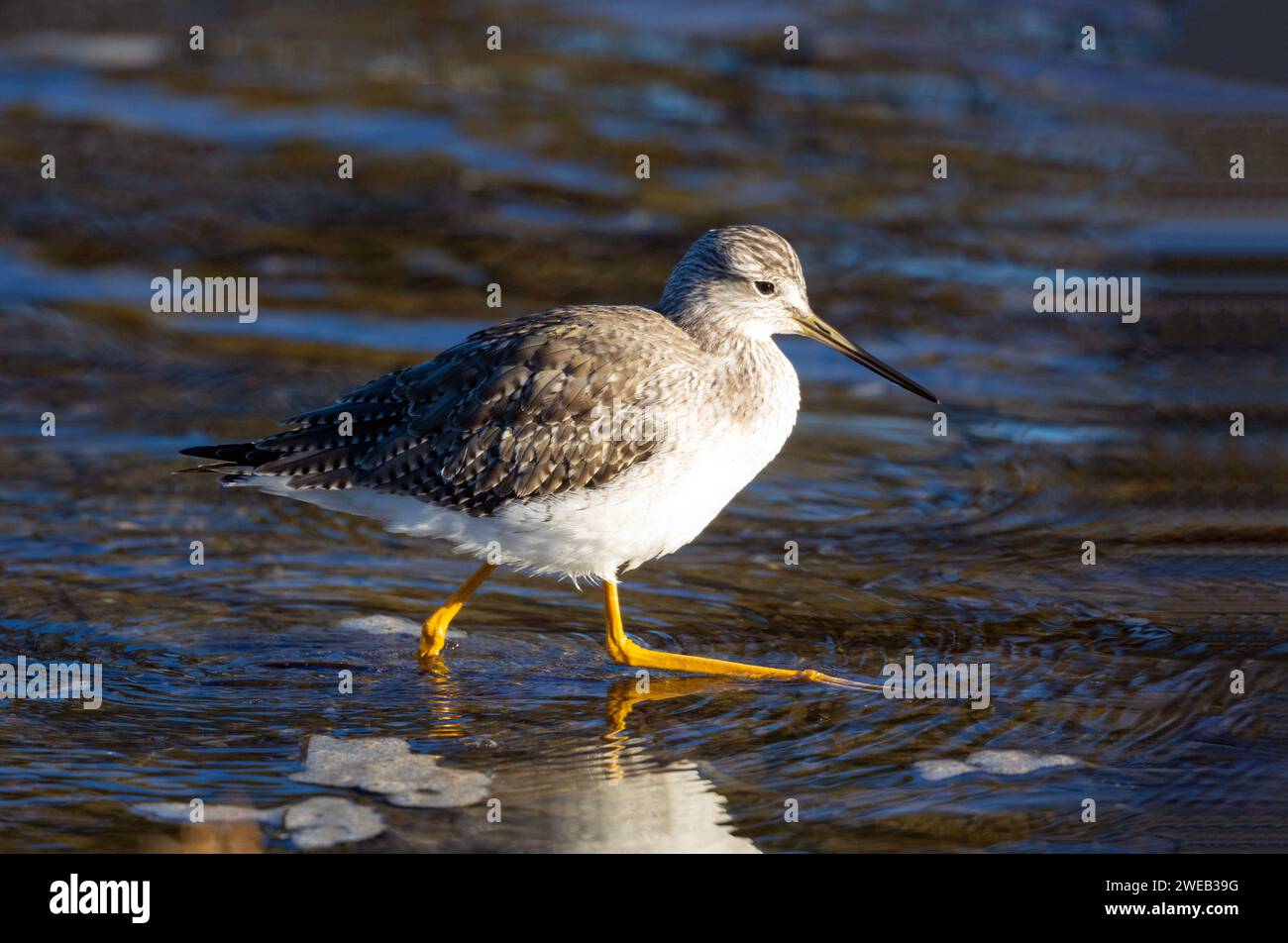 Größere Yellowlegs Stockfoto