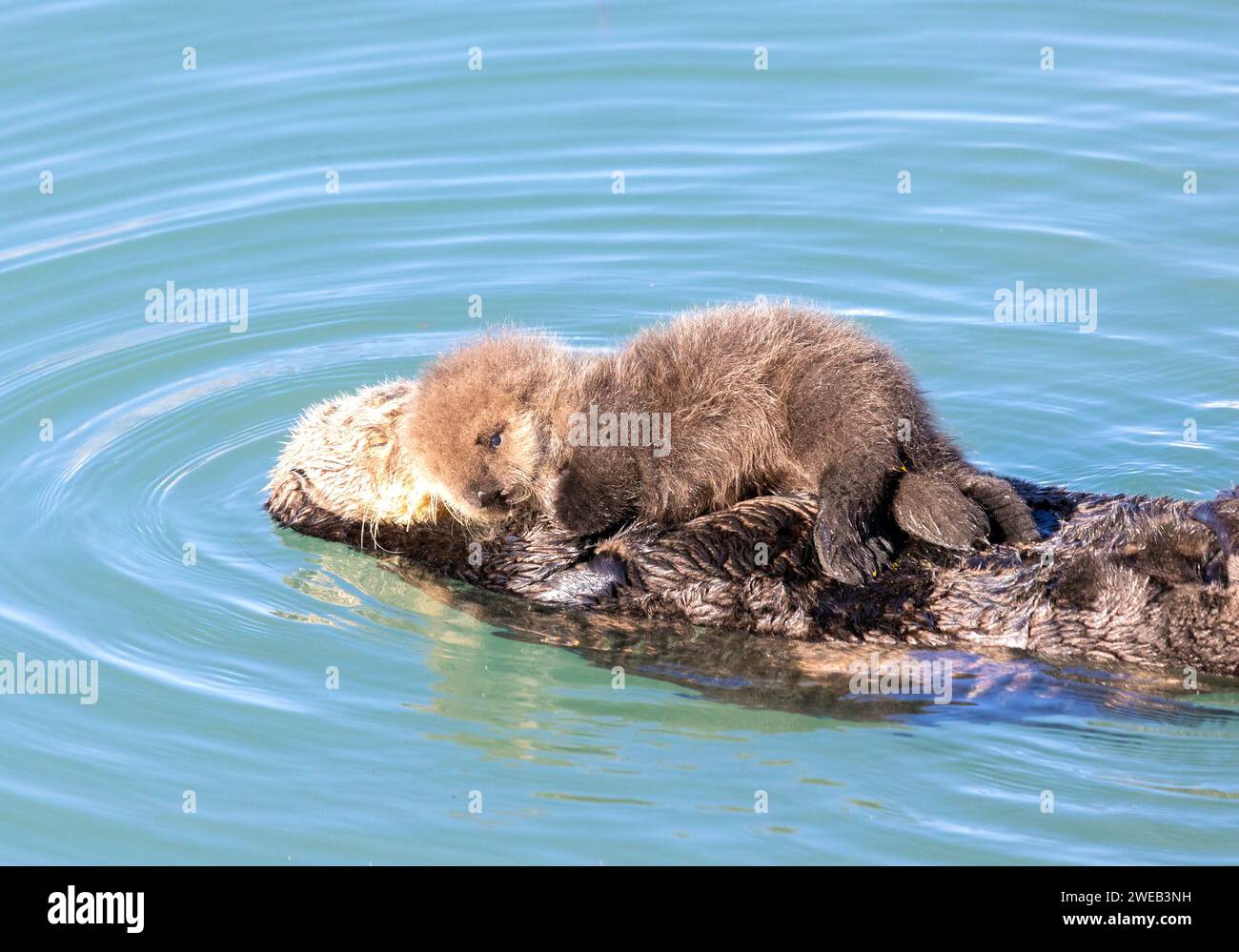 Sea Otter Hält Sehr Jungen Jungen Stockfoto