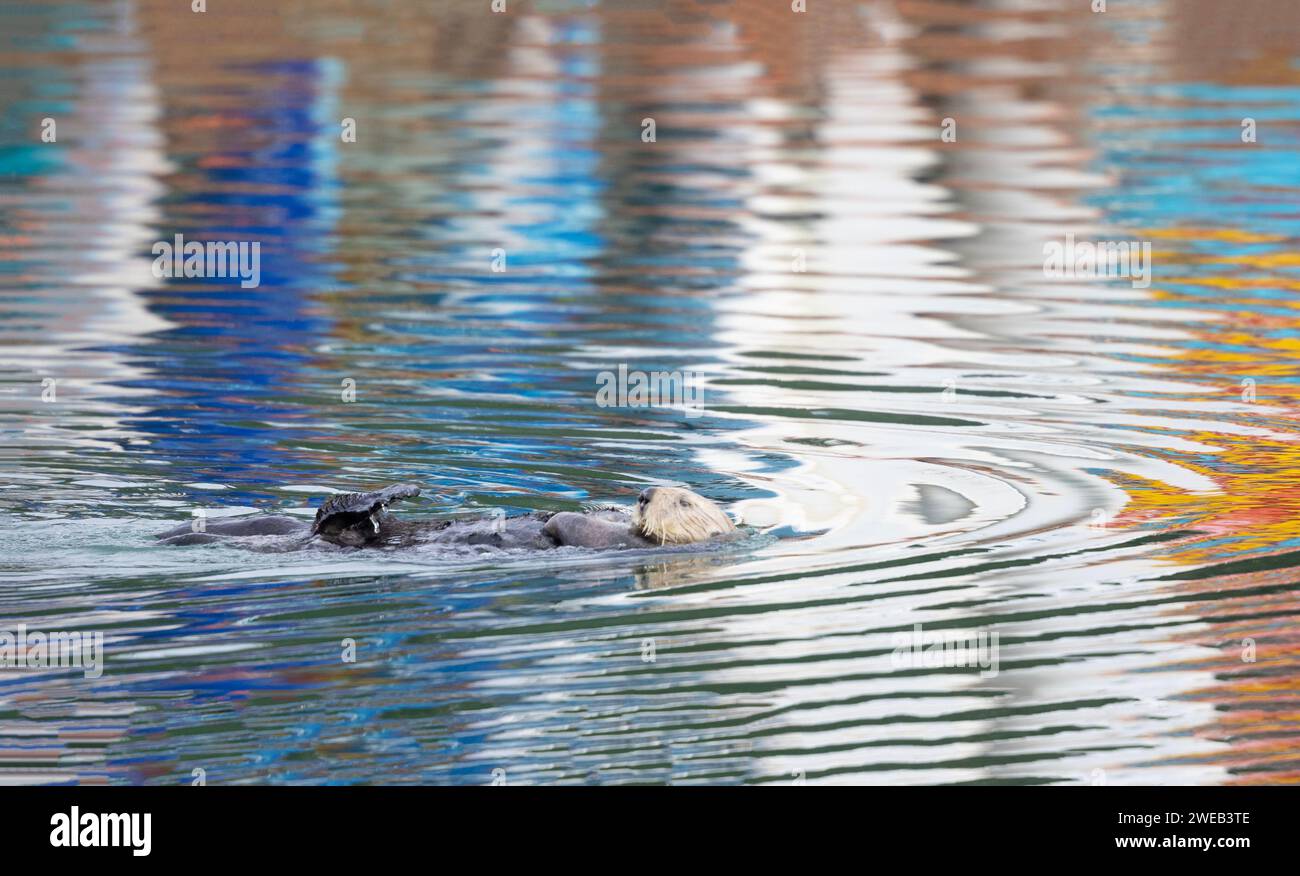 Seeotter in vielfarbigem Wasser Stockfoto