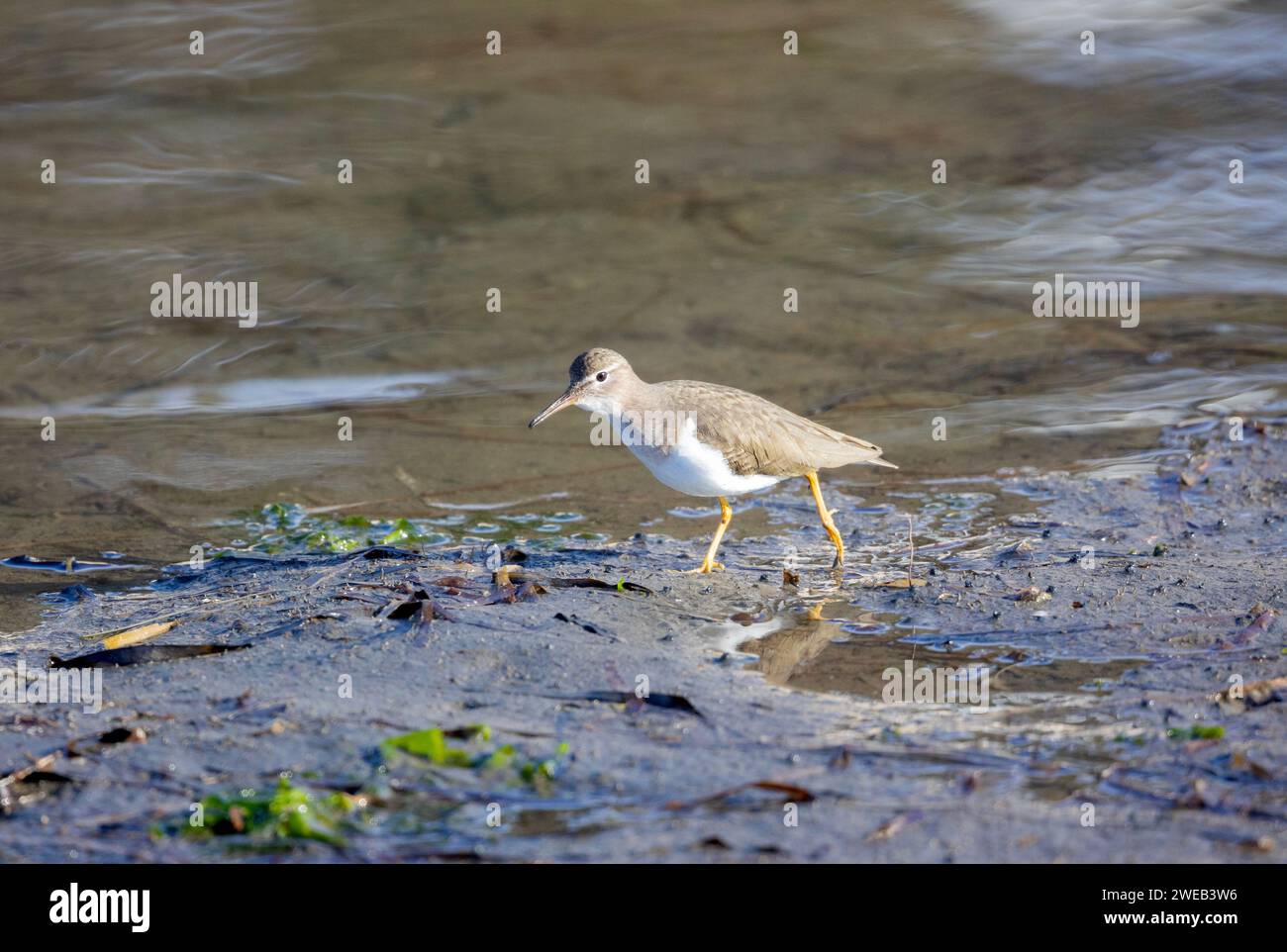 Gepunkteter Sandpiper Wintergefieder Stockfoto