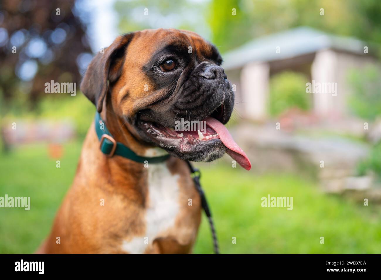 Porträt des Boxerhundes. Junger Boxerhund, der in einem Garten sitzt. Stockfoto