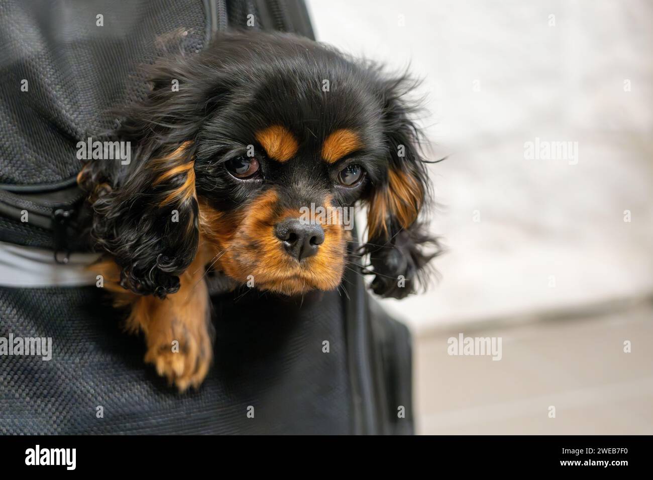 Kavalier King Charles Spaniel schwarz-brauner Welpe in einer Reisetasche. Weichzeichner. Selektiver Fokus. Stockfoto
