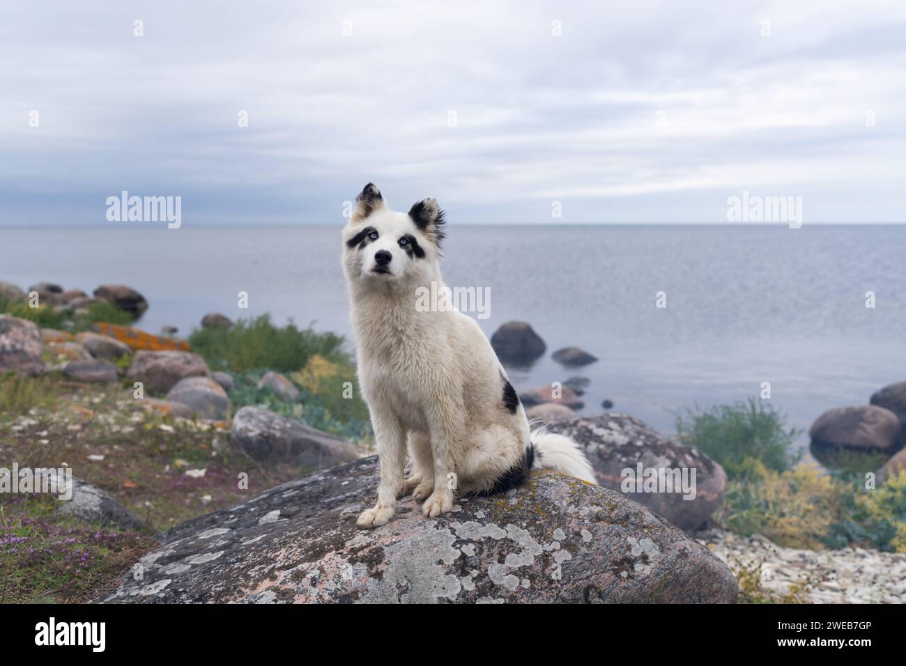 Schwarz-weiße jakutische Laika liegt am Ufer des Meeres. Stockfoto
