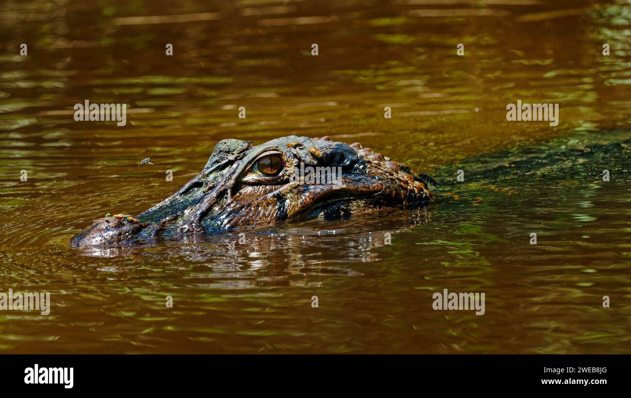 Ein Kaiman, der am Ufer des Flusses im Amazonas-Regenwald lauert, Cuyabeno Reserve im Amazonasgebiet zwischen Ecuador und Peru. Stockfoto