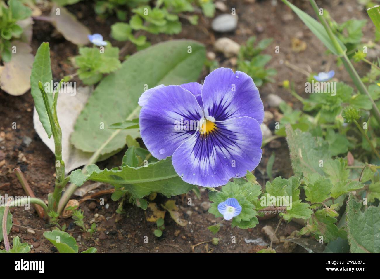 Hellblaues, wunderschönes Violett im Park Stockfoto