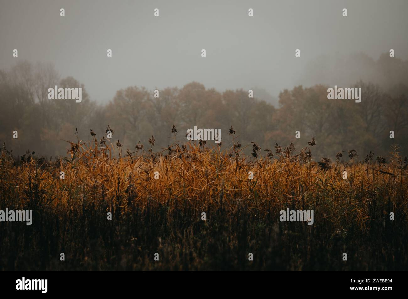 Ein visuelles Gedicht der Verzweiflung, das in der Stille Umarmung von einem Nebelbraun und grauem Morgengrauen hergestellt wurde Stockfoto