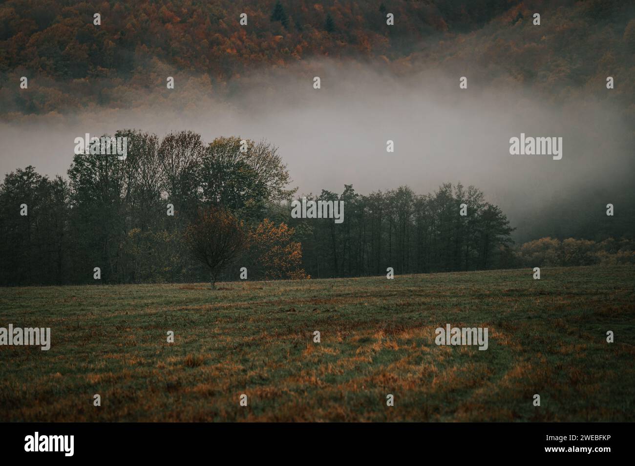 Genießen Sie die melancholischen Farbtöne der Einsamkeit einer Herbstwiese Stockfoto