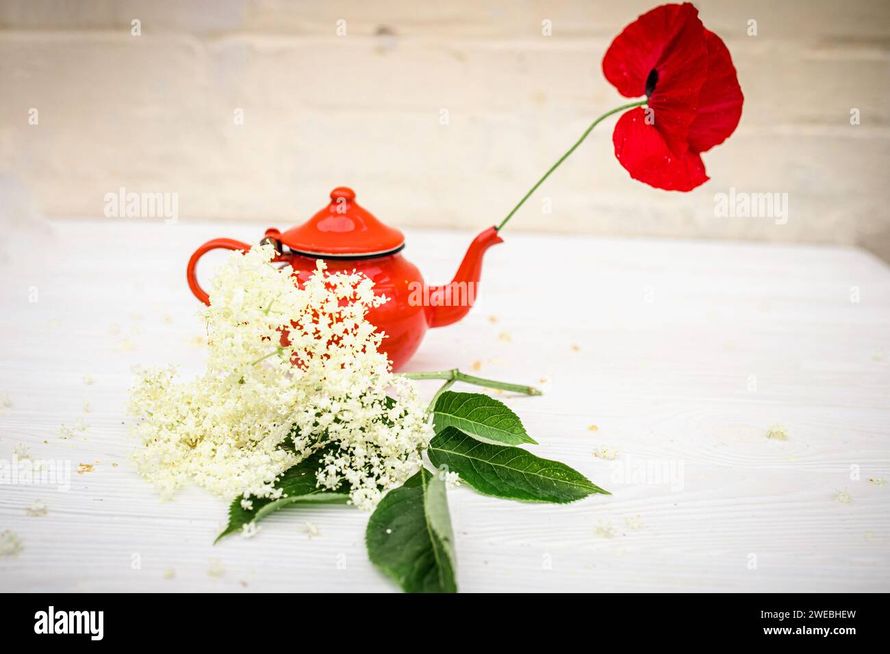 Leuchtend rote Teekanne für die Zubereitung von Holundertee in der Natur. Hausgemachter Kräutertee für Immunität Stockfoto