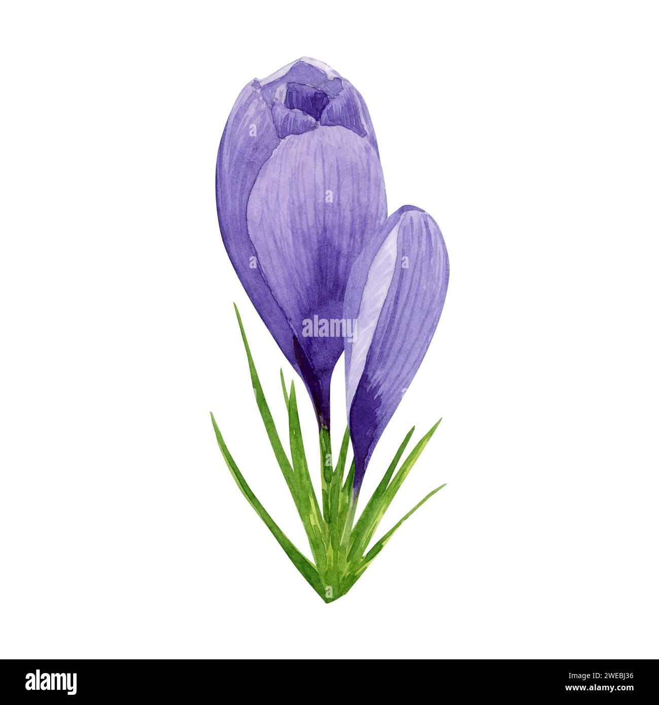 Lila Krokuskomposition, Frühlingsblumen. Handgemalte Aquarellblume Illustration isoliert auf weißem Hintergrund. Designelement für Label Stockfoto