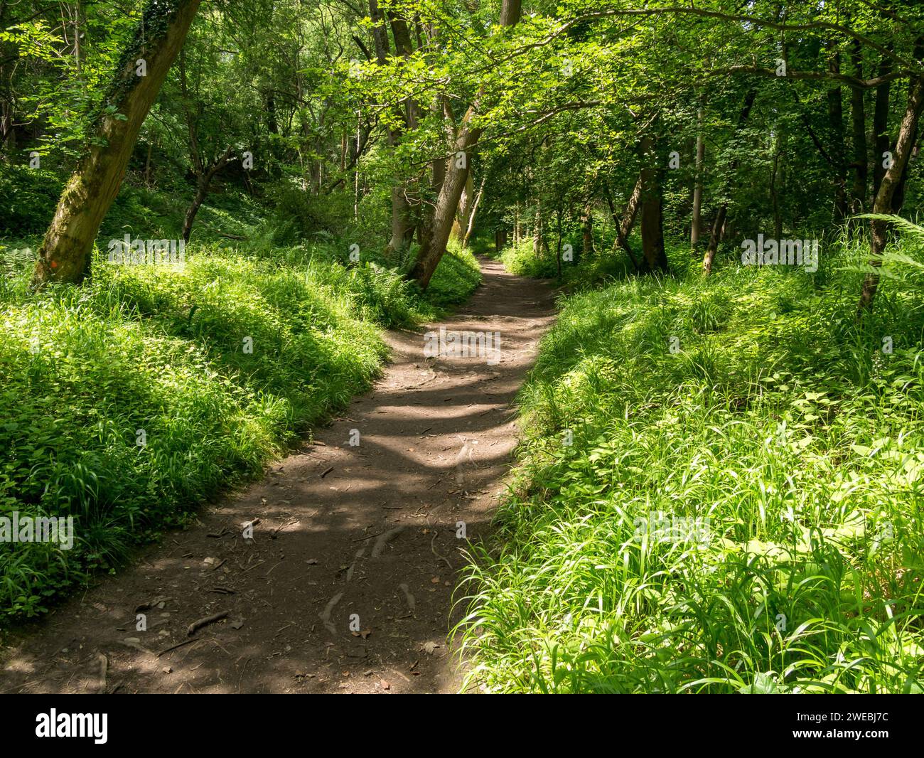 Hübscher Waldweg durch Bäume mit Sonnenlicht und Schatten, im Sommer Ticknall Limeyards, Derbyshire, England, UK Stockfoto