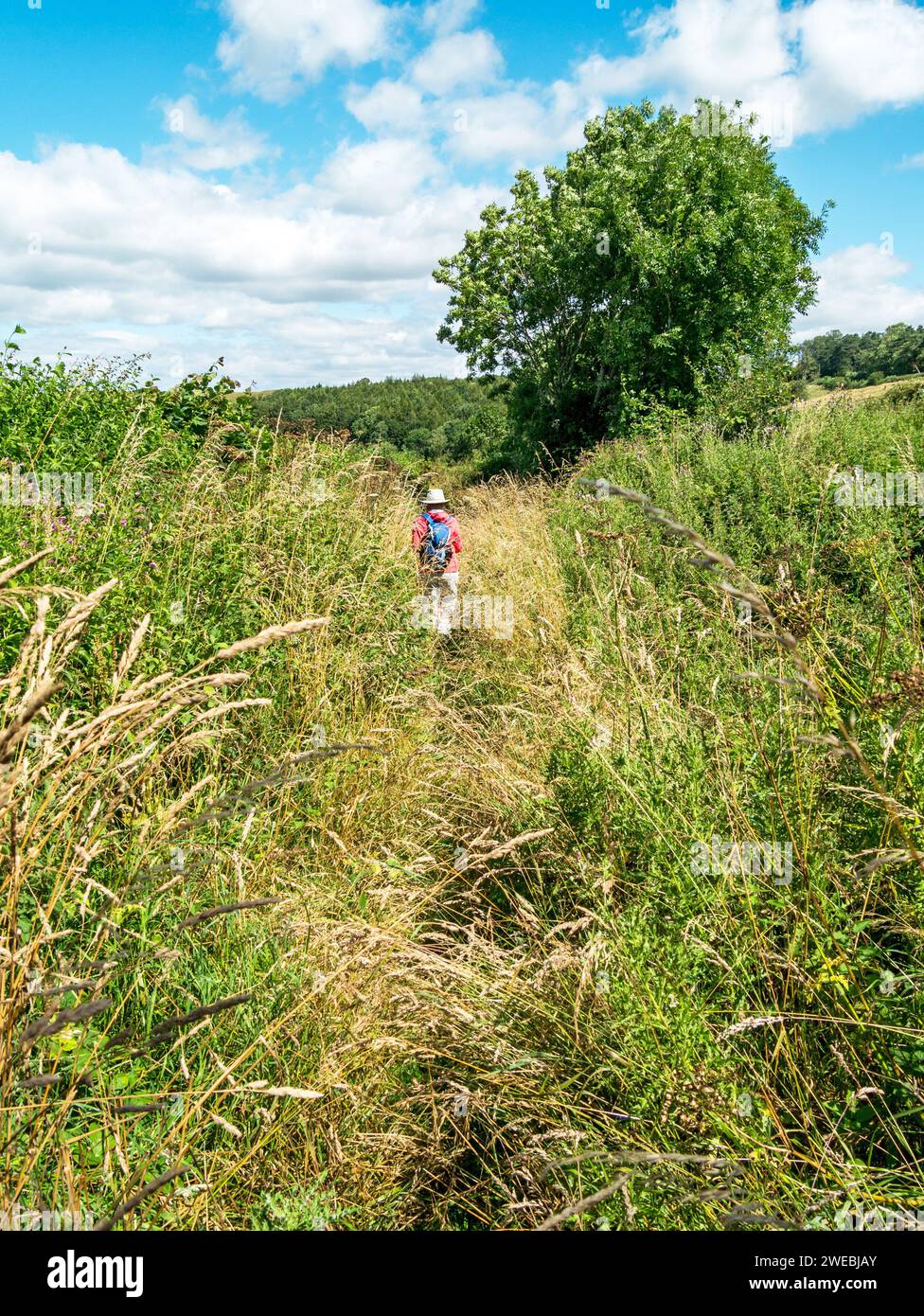 Weibliche wanderer auf bewachsenem Fußweg im Sommer, Leicestershire, England, Großbritannien Stockfoto