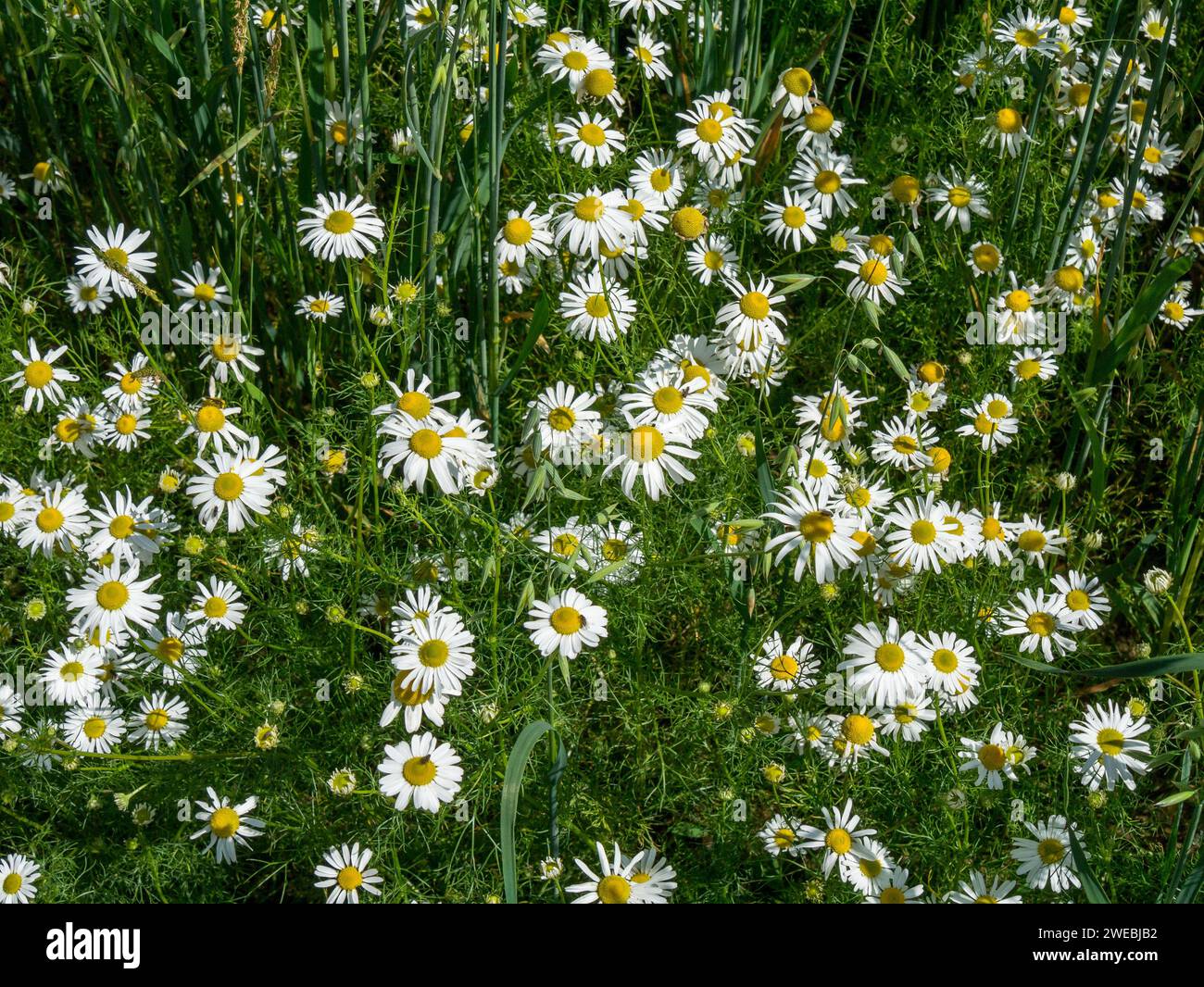 Weiße Oxeye Gänseblümchen (Leucanthemum vulgare), Leicestershire, England, Vereinigtes Königreich Stockfoto