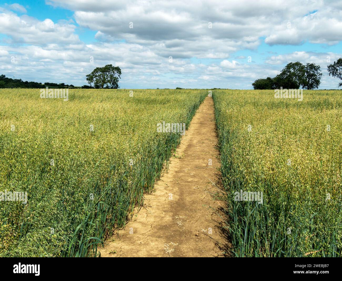 Gut gepflegter, gerader und klarer Fußweg über das Haferfeld, Juli, in der Nähe von Burrough on the Hill, Leicestershire, England, Großbritannien Stockfoto