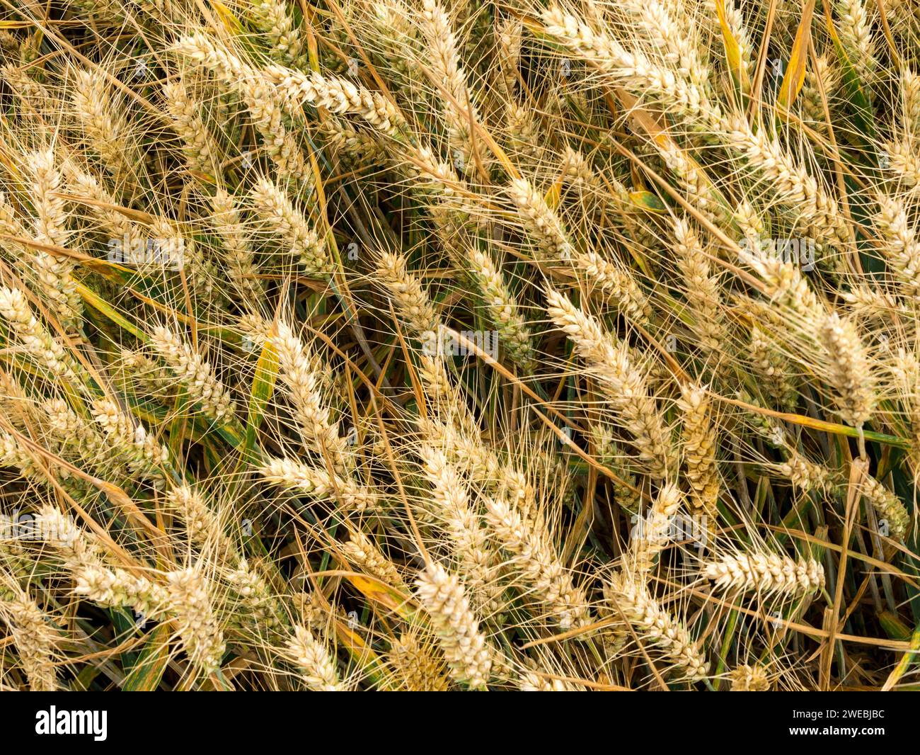 Nahaufnahme reifer Ähren von Gerstengetreide, bereit für die Ernte auf dem „Maisfeld“ im Juli in Leicestershire, England, Vereinigtes Königreich Stockfoto