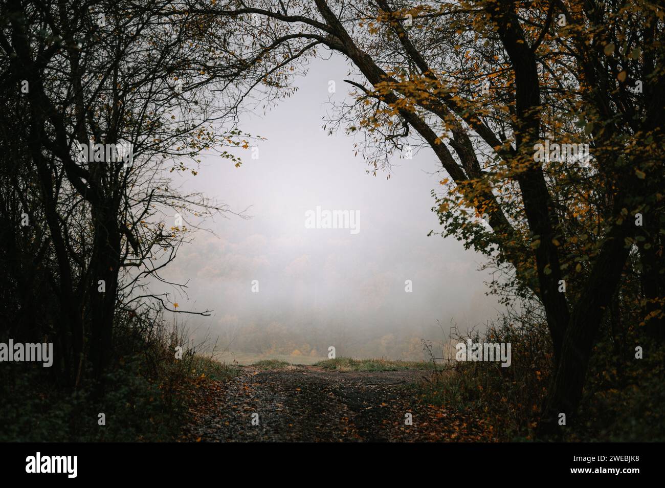 Melancholischer, nebeliger Herbstmorgen, mit Farben in Braun und Grau. Depressive Herbststimmung, Raum bearbeiten Stockfoto