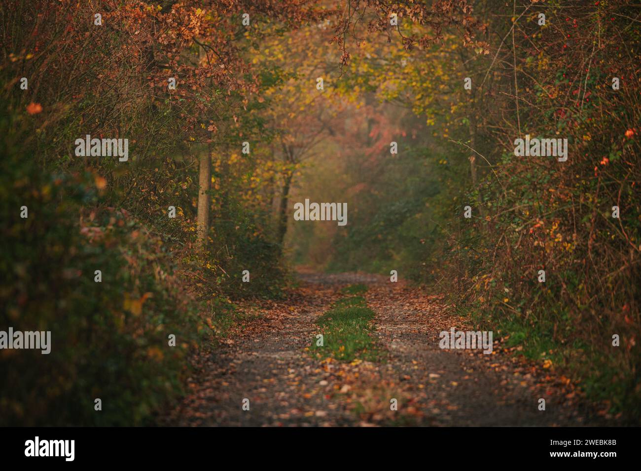 Die Leinwand der Natur enthüllt: Die Brillanz eines farbenfrohen Herbstmorgens Stockfoto