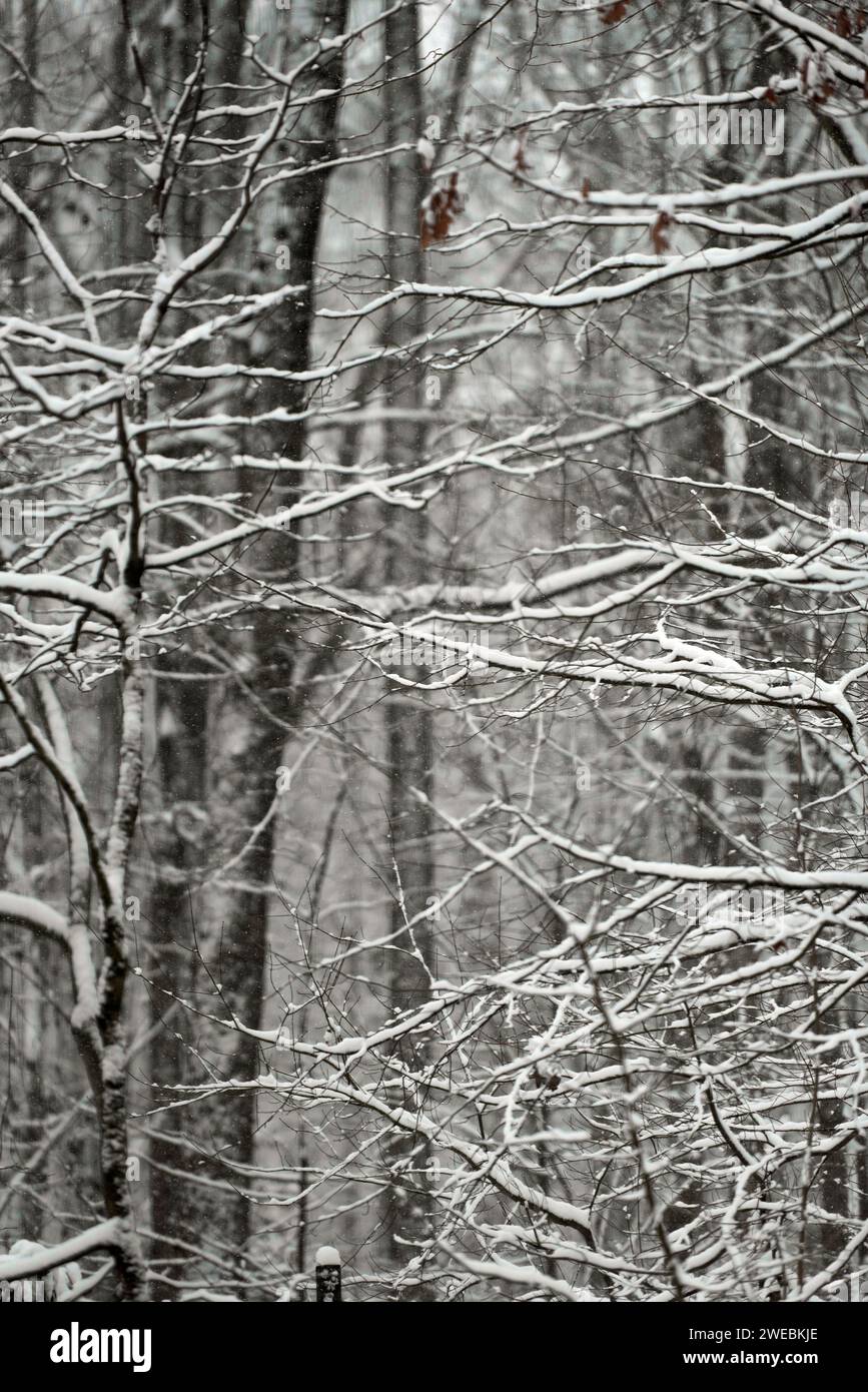 Detail der schneebedeckten Waldbäume. Stockfoto