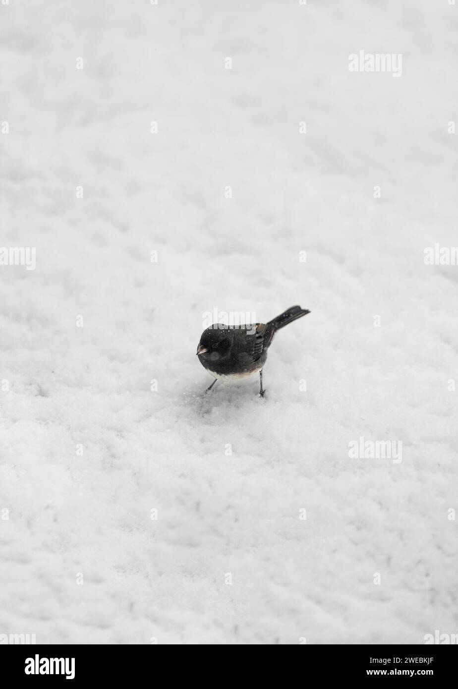 Ein Vogel sucht nach einem Schnee nach Nahrung. Stockfoto