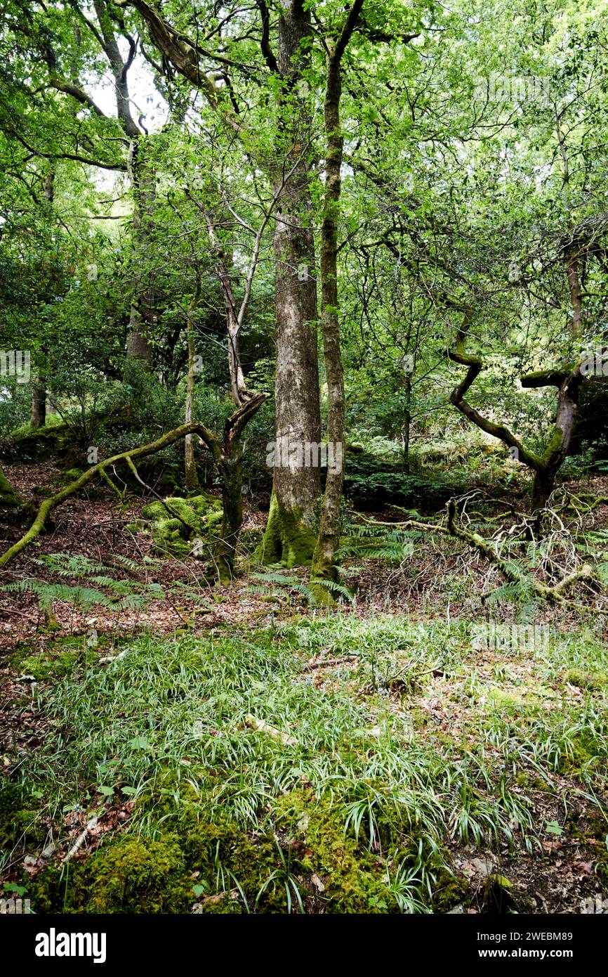 Kleine Rodung in Laubwäldern im Seengebiet bei ambleside england uk Stockfoto