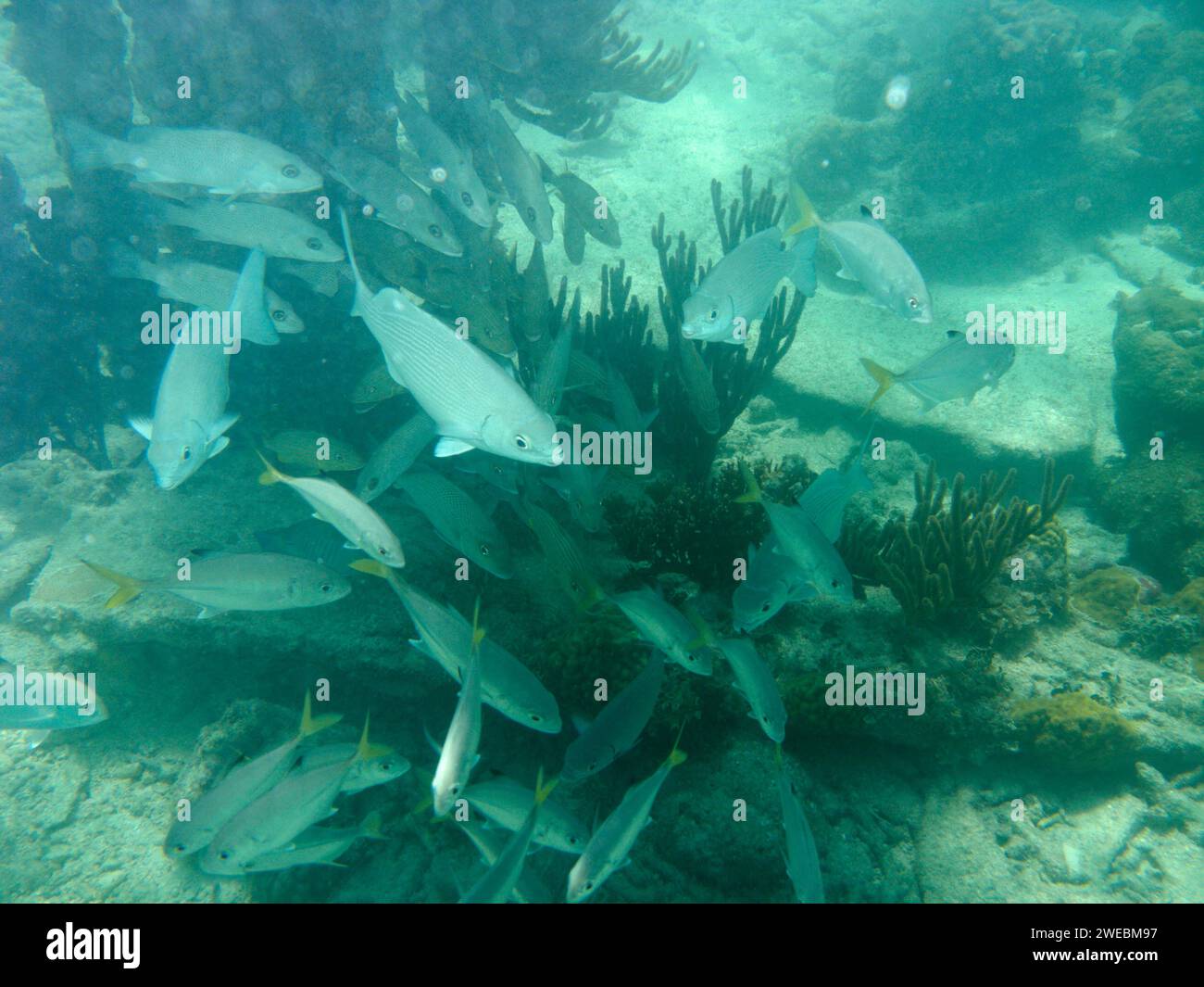 Blick hinunter auf eine Schar kleiner Fischarten, einschließlich der in Korallenriffen versteckten Grouper, während Sie im trockenen tortugas florida Keys usa schnorcheln Stockfoto