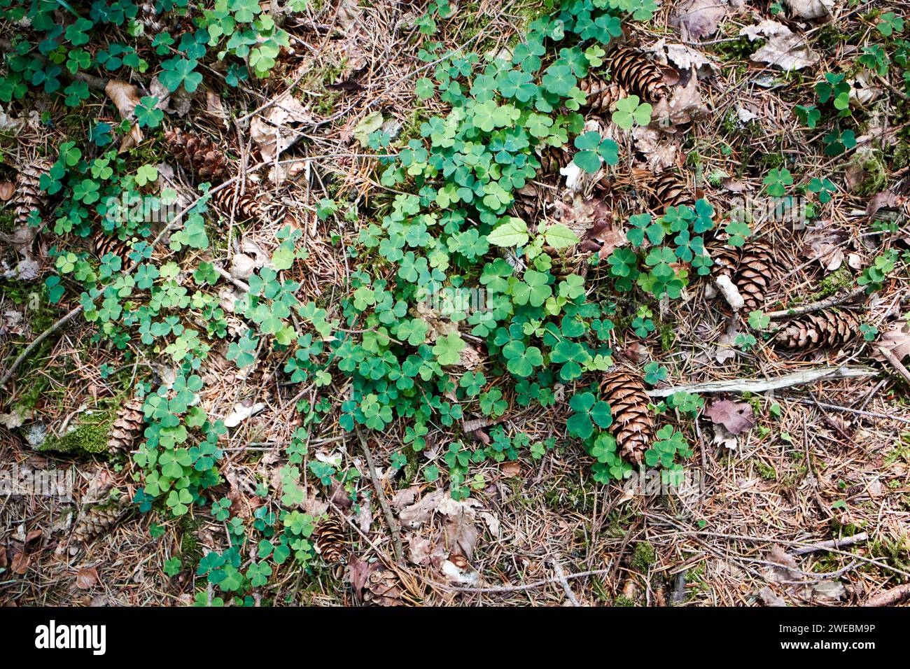 Sauerampfer oxalis acetosella wächst auf Waldboden unter Nadelbaumsee Bezirk cumbria england vereinigtes königreich Stockfoto