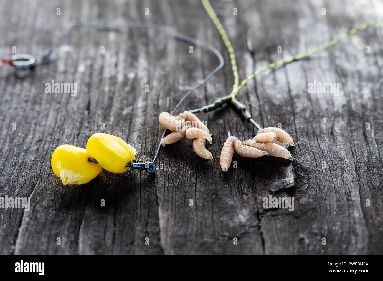 Karpfenköder. Mais und Oparod am Haken. Fischköder beim Fischen. Nahaufnahme, selektiver Fokus. Stockfoto