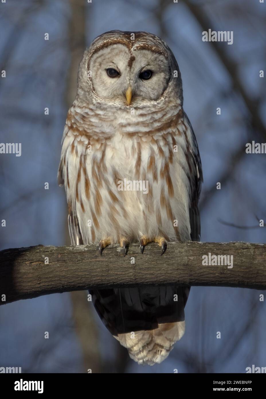 Starrende Barred Owl, die in der Abenddämmerung auf einem Baumzweig thront Stockfoto