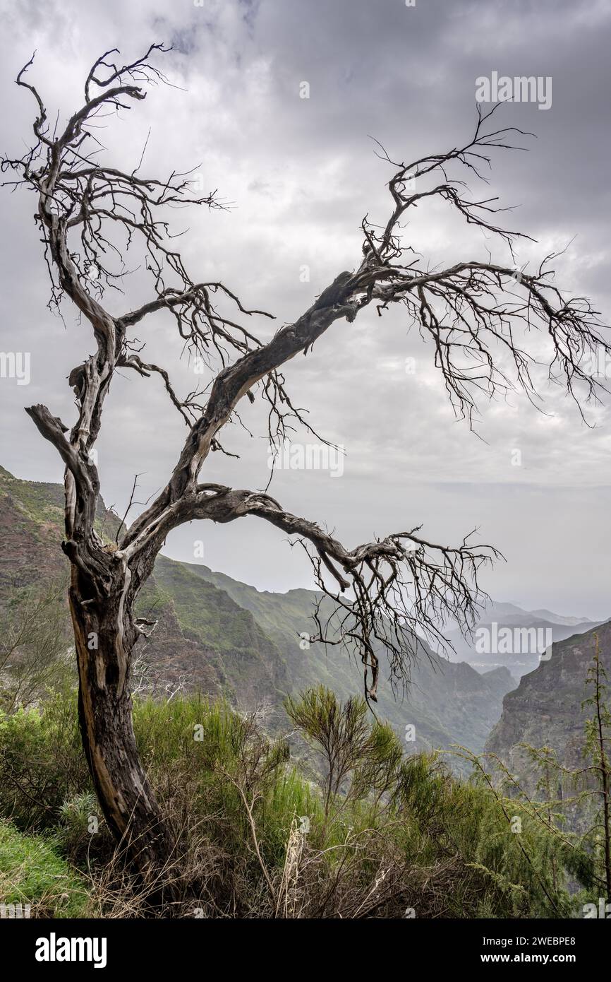 Alte Heidekraut Bäume, getötet bei einem wilden Feuer, Pico de Arieiro zum Pico Ruivo Wanderweg, Madeira Stockfoto