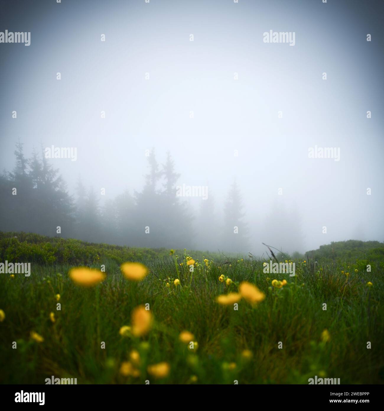 Nebelige Frühlingsnatur in den Bergen. Ökologisches Foto, dunkle frische Stimmung, Raum bearbeiten, blauer Nebel Stockfoto