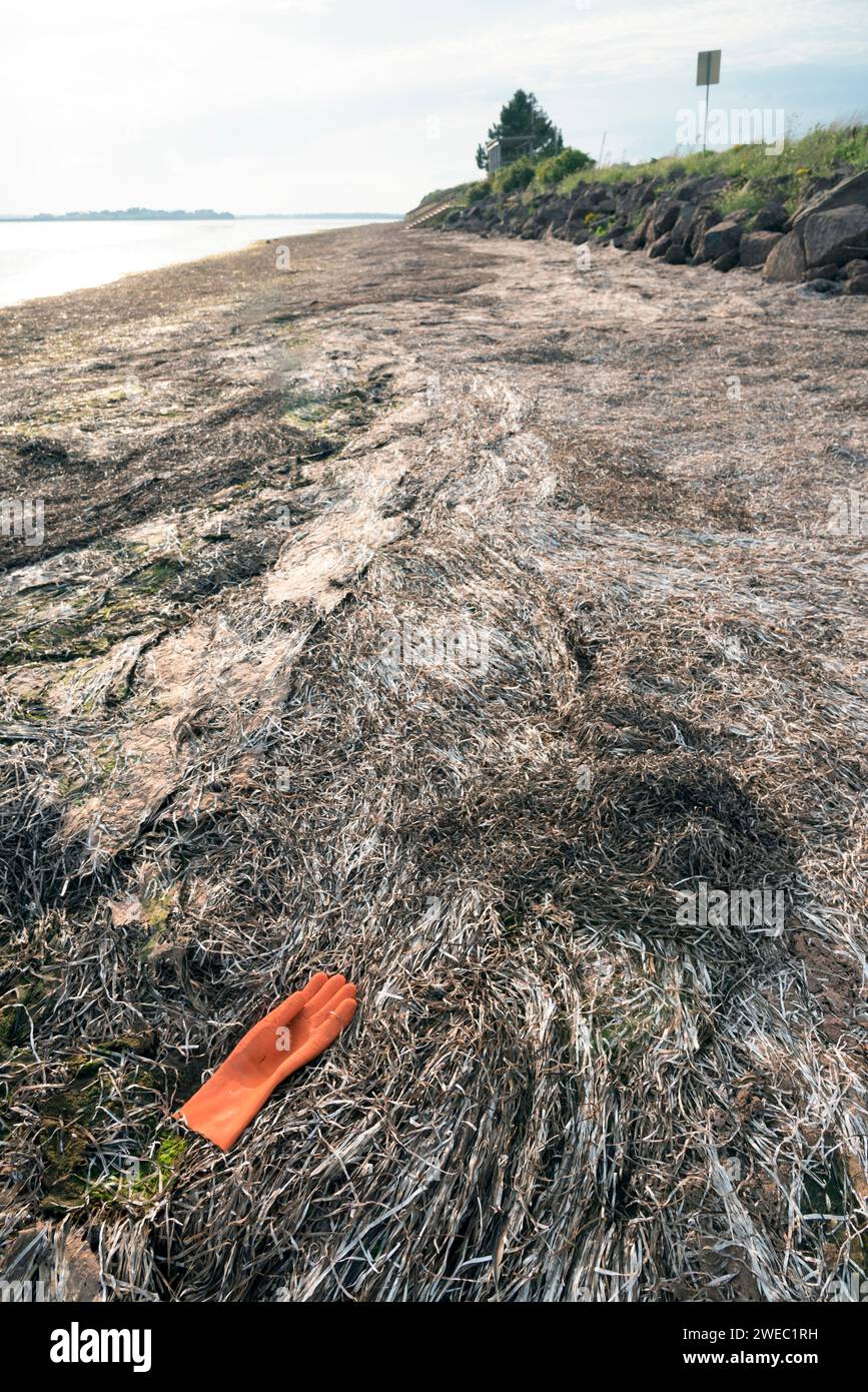 Orangener Gummihandschuh wurde an einem mit Algen bedeckten Strand in Prince Edward Island, Kanada, entsorgt Stockfoto