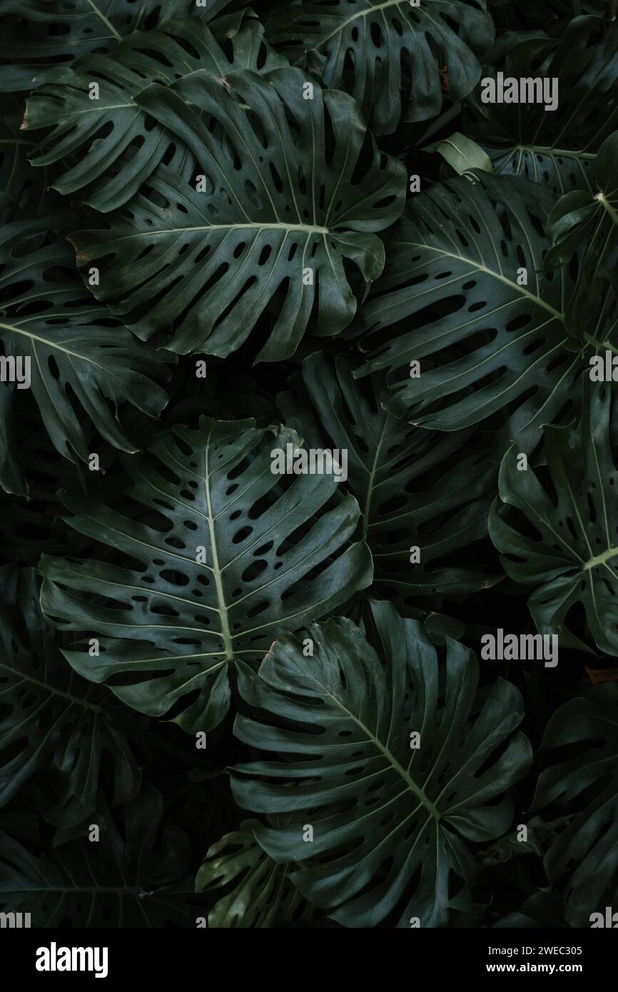 Dunkler Ton stimmungsvoll große Monstera Pflanze Blatt Hintergrund. Stockfoto