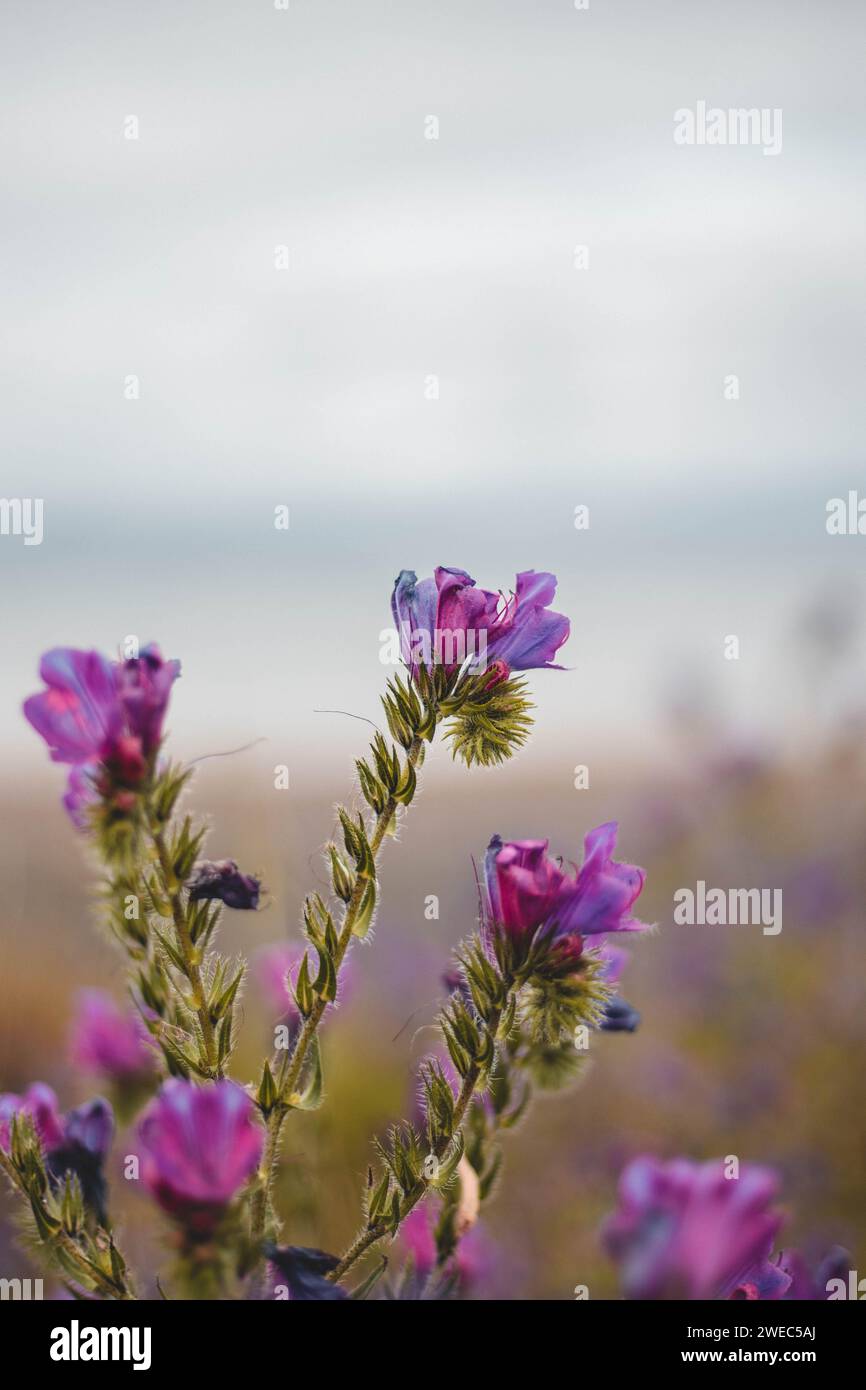 Hübsche rosa und lila Blumen am Meer in Neuseeland Stockfoto