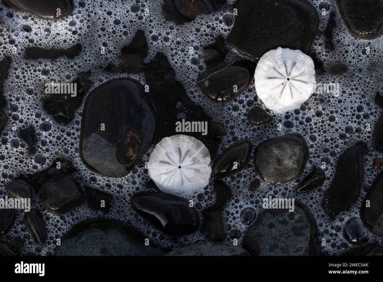 Sand Dollars auf Felsen an den Ufern des Ozeans in Neuseeland Stockfoto