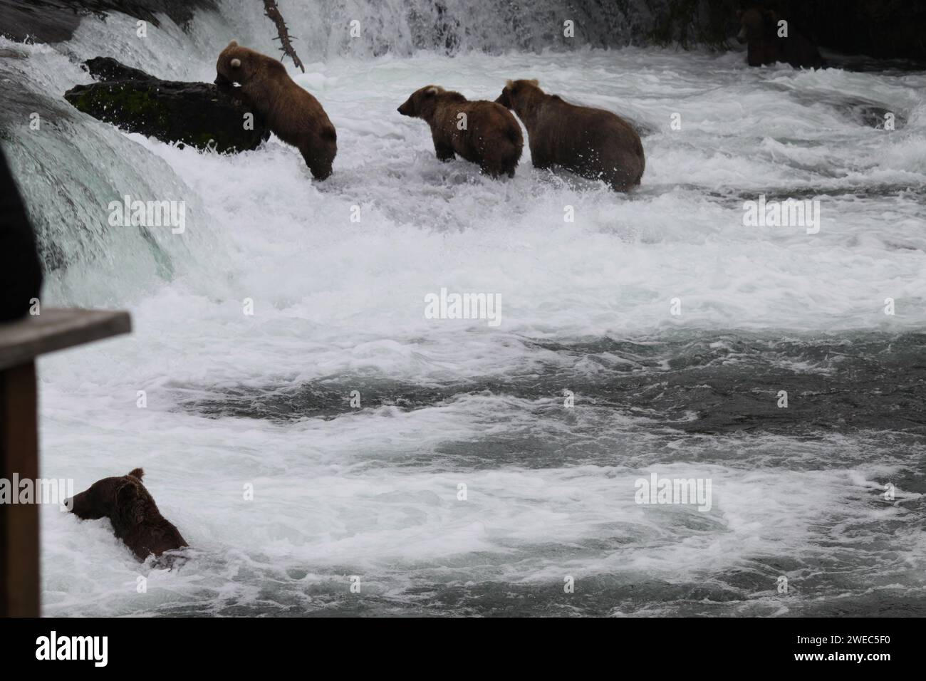 Grizzlybären im Katmai-Nationalpark und im Naturschutzgebiet Fütterung Stockfoto
