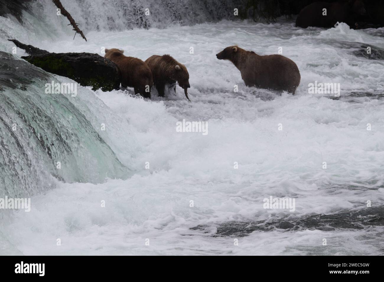 Grizzlybären im Katmai-Nationalpark und im Naturschutzgebiet Fütterung Stockfoto